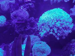 -青石桥花鸟鱼虫市场(叠翠城店)