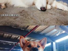 -more than meow吴止猫主题餐厅(承德 中船汇店)