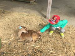 -鹿境梅花鹿生态园区