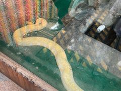 -上海大自然野生昆虫馆(东方明珠·爬宠昆虫探索中心)