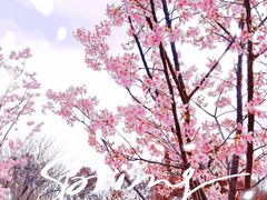 -顾村公园