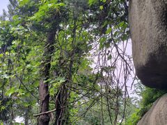 -鲁山国家森林公园