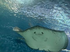 -上海海洋水族馆