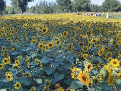 -长白岛森林公园