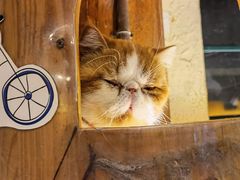 -猫小院猫主题餐厅(南锣旗舰店)