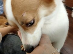 -柯斗斗主题餐厅·狗咖·围炉煮茶·茶饮(国瑞升平里店)