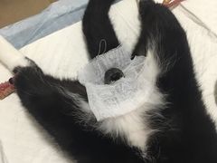 -灵美宠物诊所