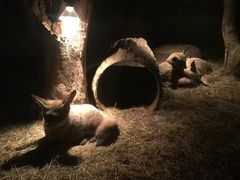 -清迈夜间动物园