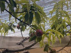 -正宗火盆自助烧烤·烤全羊·柴火鸡(龙泉山店)