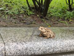 -摩天岭风景区