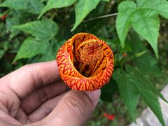 -中国科学院西双版纳热带植物园