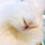 广州好去处-巨型棉花糖-Rua安哥拉兔