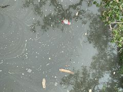 -北海金海湾红树林生态旅游区