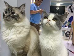 -喵的天空名猫咖啡馆·撸猫·猫舍·用品