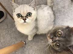-豆老板的猫咖啡(碑林博物馆店)