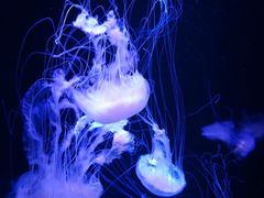 -成都浩海立方海洋公园