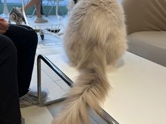 -怪兽屋·羊驼·猫咖·狗咖(俊华广场店)