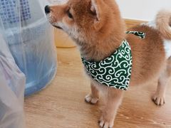 -柴犬小屋·柴餐厅·狗咖食堂(金鼎广场店)