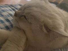 -糯米喵星人总部直营旗舰店·猫舍·幼猫出售
