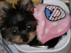 -美联众合动物医院(·中兽医·疑难杂症·严家桥分院)