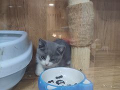 -叮叮猫咪生活馆