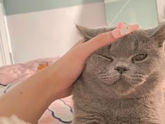 -客栈猫舍(中央北路店)