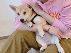 -浣熊柯尔鸭土拨鼠·电玩咖