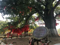 -千年银杏谷文化旅游区