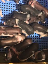 -萌宠亲子动物乐园(槐房万达店)