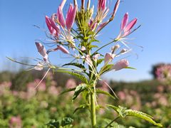 -花开海上生态园