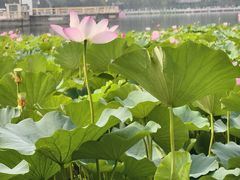 -莲花池公园