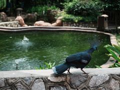 -吉隆坡雀鸟公园