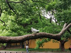 -西园戒幢律寺