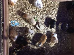 -酷嗒动物文化乐园(cutezoo西溪乐天城店)