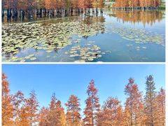 -白鹭湾湿地公园