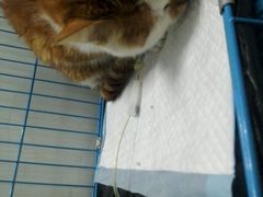 -佳怡动物医院·平价24小时·猫专科骨外科