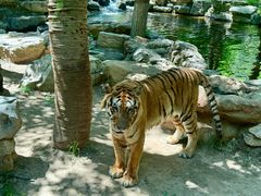 -北京野生动物园