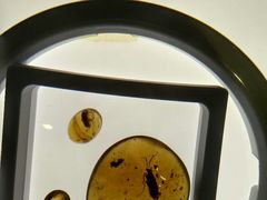 -上海昆虫博物馆