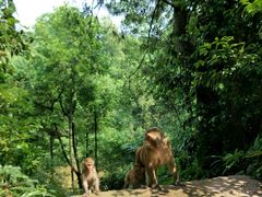 -重庆雨台山风景区