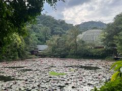 -野象谷景区