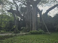 -独树成林