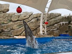 -芜湖新华联大白鲸海洋公园