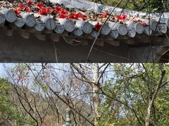 -羚羊峡古栈道森林公园