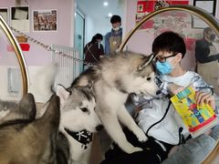 -Husky Go! 哈士奇体验馆·宠物咖啡厅狗咖