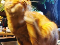 -猫猫幼稚园·撸猫·桌游·电玩