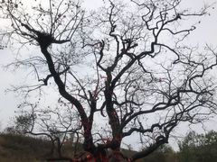 -石门坊