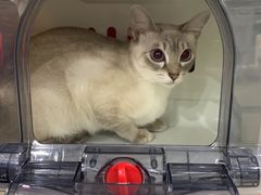 -爱侣宠医·鹦鹉专科·小型哺乳类·异宠专科(灵石路店)