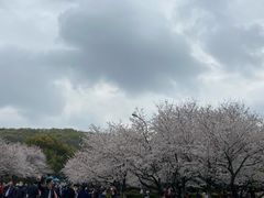 -武汉大学-樱园