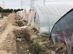 -喜杨洋草莓采摘园