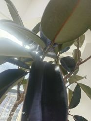 -HEYAN荷妍专业脱毛连锁机构